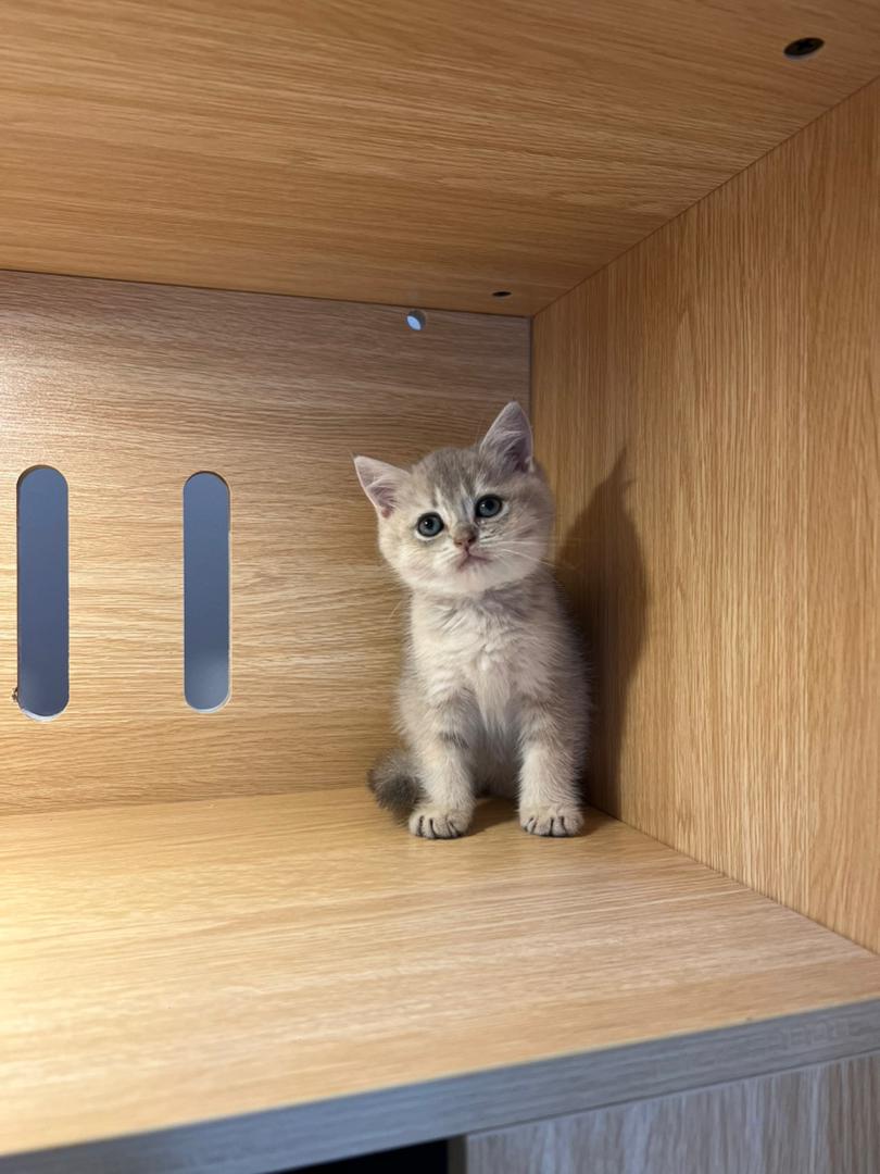 WhatsApp Image 2025-10-10 at 5.36.56 PM (2)