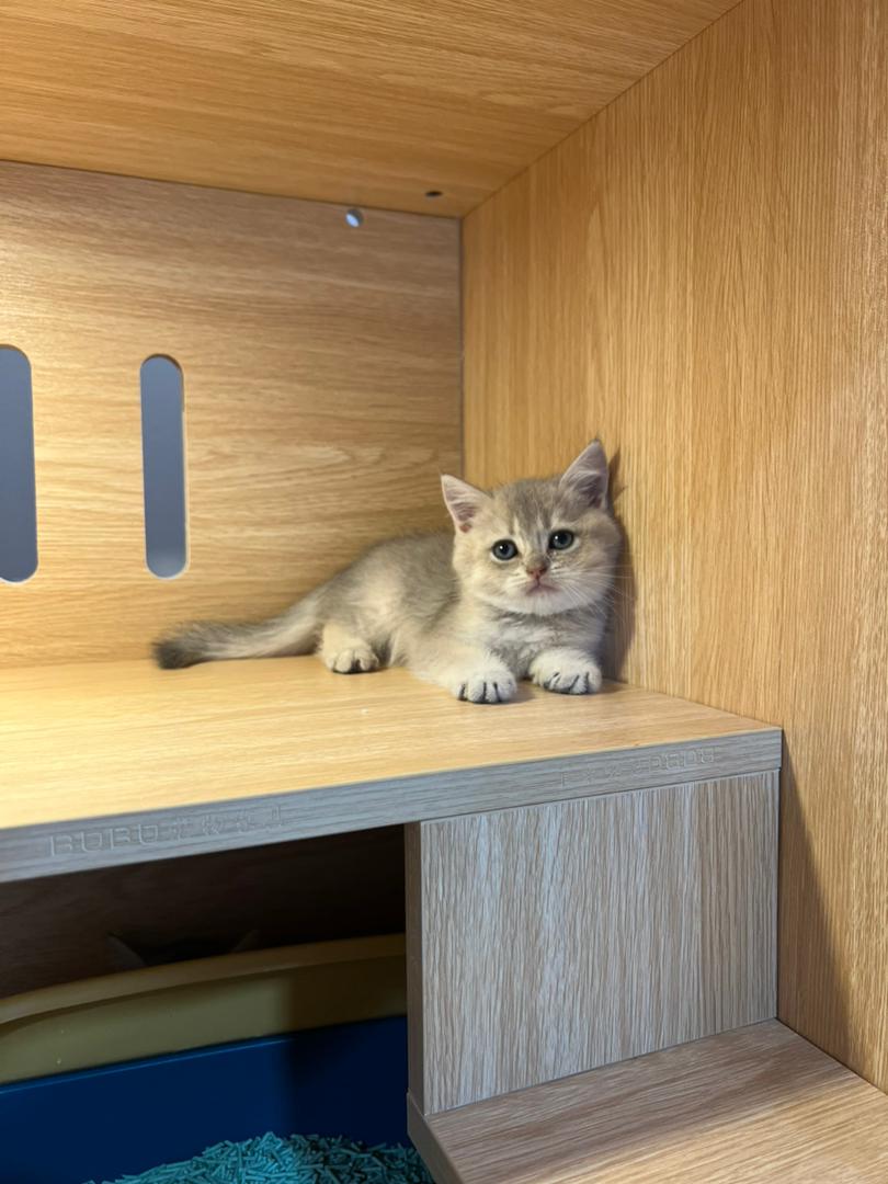 WhatsApp Image 2025-10-10 at 5.36.56 PM (3)