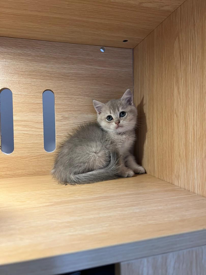 WhatsApp Image 2025-10-10 at 5.36.56 PM