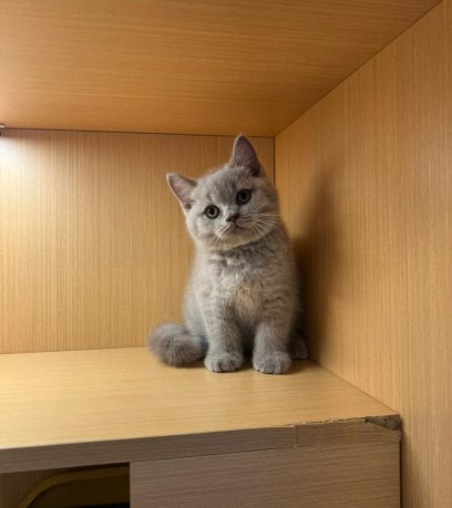 WhatsApp Image 2025-10-10 at 5.36.54 PM