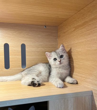 WhatsApp Image 2025-10-10 at 5.36.55 PM