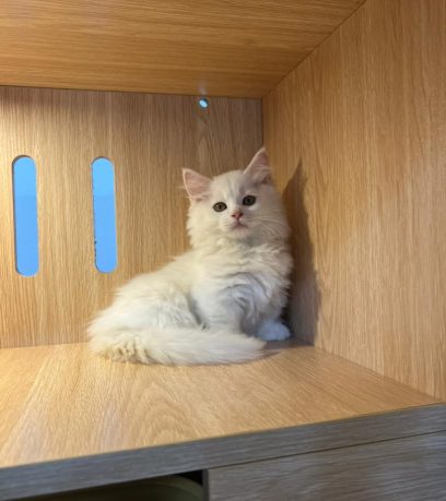 WhatsApp Image 2025-10-10 at 6.13.07 PM (4)